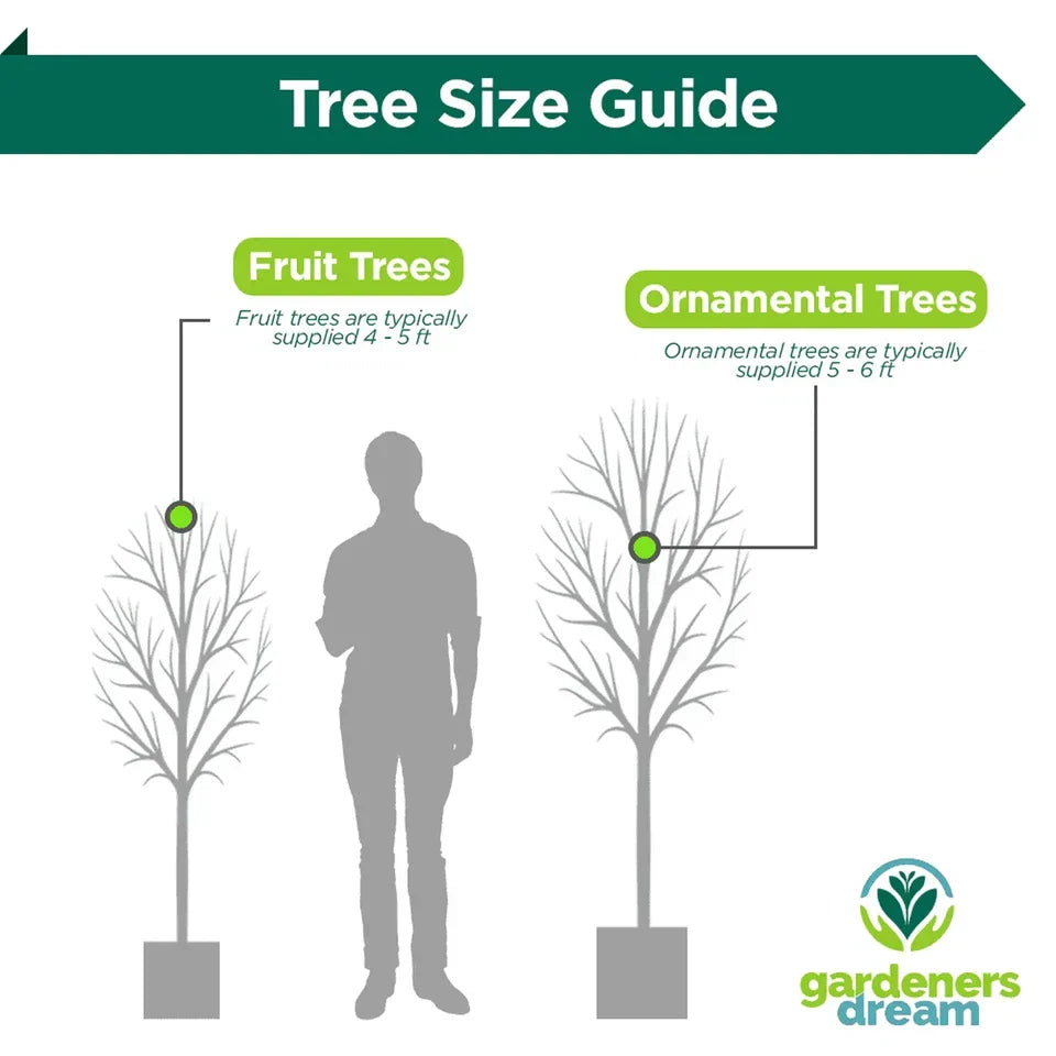 Apricot Fruit Tree Deciduous Outdoor White Flowering Hardy Garden Prunus in Pot — alternate product view 7