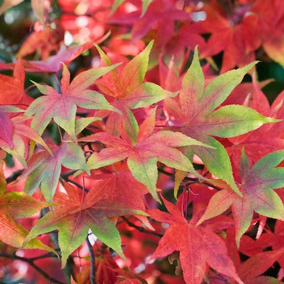 Acer palmatum 'Osakazuki', Japanese Maple Deciduous Garden Plant Tree In Pot — 50-70 cm — product view