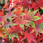 Acer palmatum 'Osakazuki', Japanese Maple Deciduous Garden Plant Tree In Pot — 50-70 cm — product view