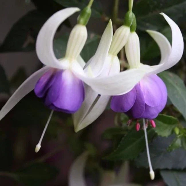 FUCHSIAS x3 Hardy Perennial Variety Pack — Young Plants in 9cm pots — alternate product view 3