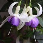 FUCHSIAS x3 Hardy Perennial Variety Pack — Young Plants in 9cm pots — alternate product view 3