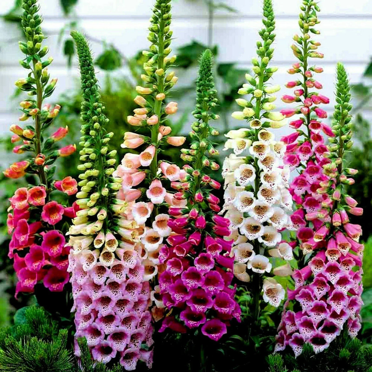 10 x Plug plants Dwarf Foxglove Digitalis 'Foxy Mixed' Cottage Garden — main product view