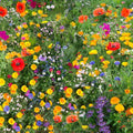 Wild Flower 50g seeds throw grow Meadow Scented Bee Butterfly Garden — main product view
