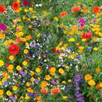 Wild Flower 50g seeds throw grow Meadow Scented Bee Butterfly Garden — main product view