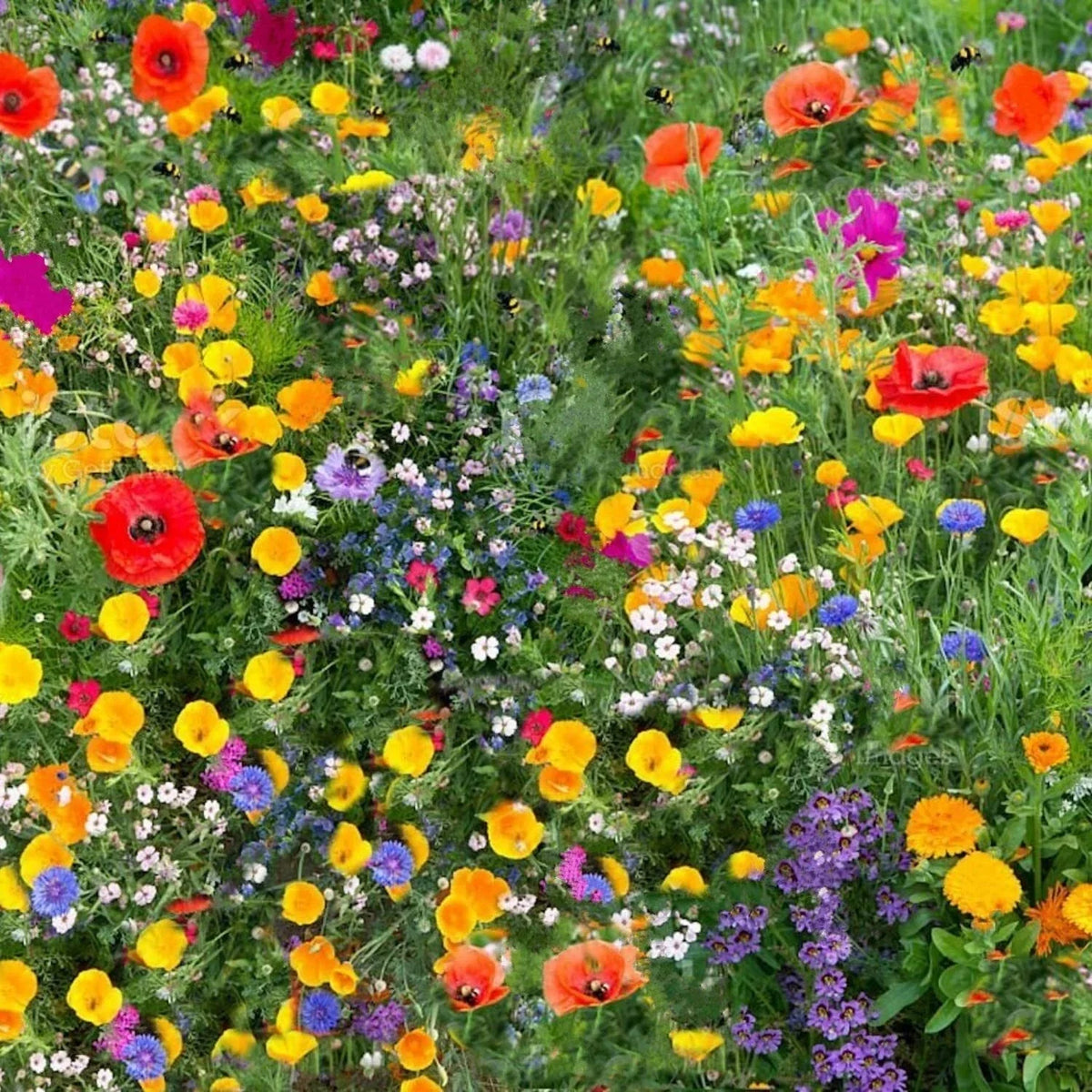 Wild Flower 50g seeds throw grow Meadow Scented Bee Butterfly Garden — main product view