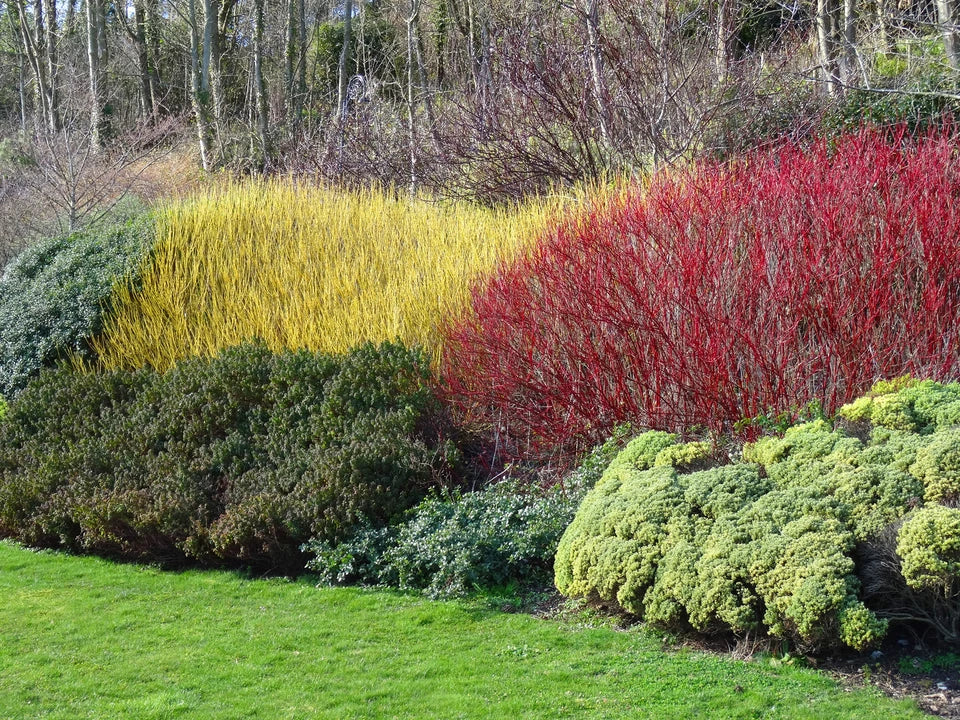 10 Red Dogwood 2-3ft Hedging Plants, Beautiful Red Bark Cornus Alba Sibirica — alternate product view 3
