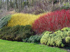 10 Red Dogwood 2-3ft Hedging Plants, Beautiful Red Bark Cornus Alba Sibirica — alternate product view 3