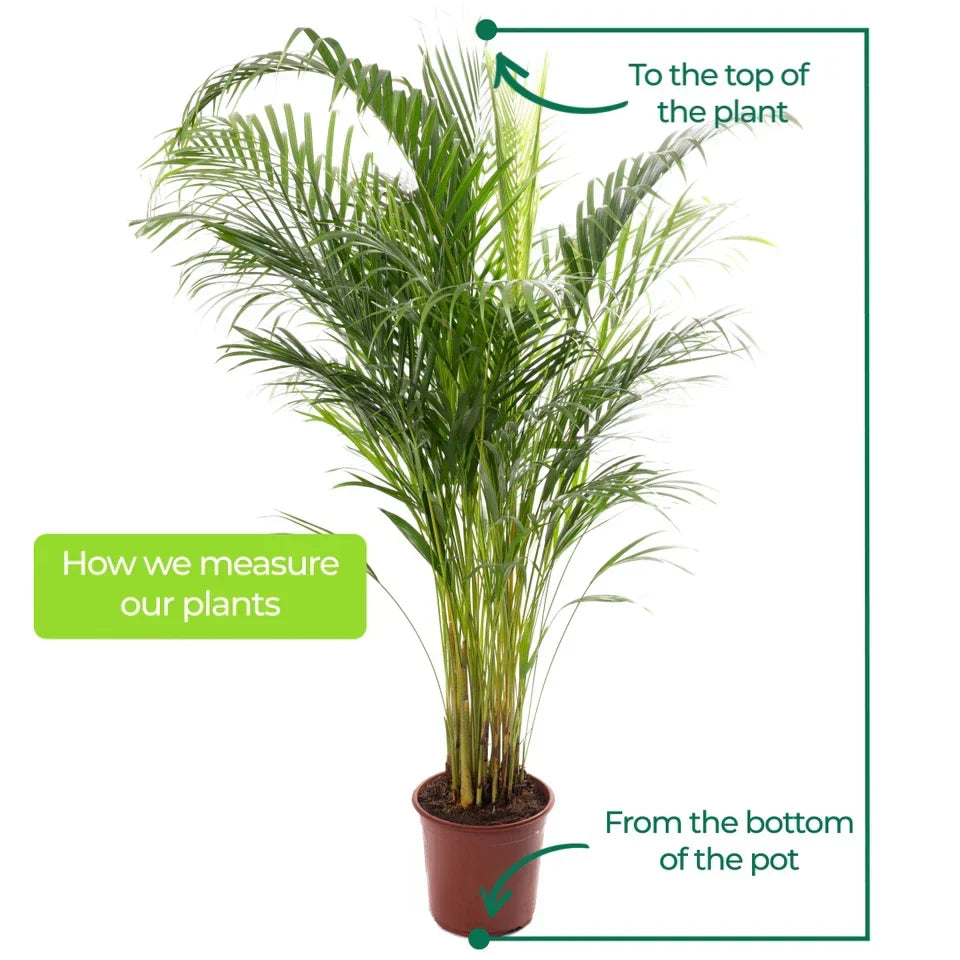 Areca Palm Large Indoor House Plant Real Tropical Exotic Evergreen Tall — on a clean white background