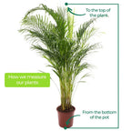 Areca Palm Large Indoor House Plant Real Tropical Exotic Evergreen Tall — on a clean white background