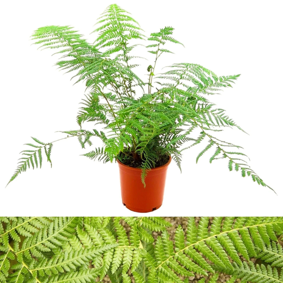 Tree Fern Plant in 17cm Pot - Dicksonia Antarctica — alternate product view 2