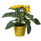 Outdoor Sunflower Potted Garden Plant Golden Annual 20-30cm Shrub In 13cm Pot — on a clean white background