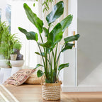 Strelitzia Nicolai Large Indoor House Plant Real Evergreen Tall Exotic Plants — alternate product view 2