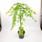 Japanese Maple 'Cascade Emerald' - Weeping Tree with Fiery Autumn Colours — alternate product view 4