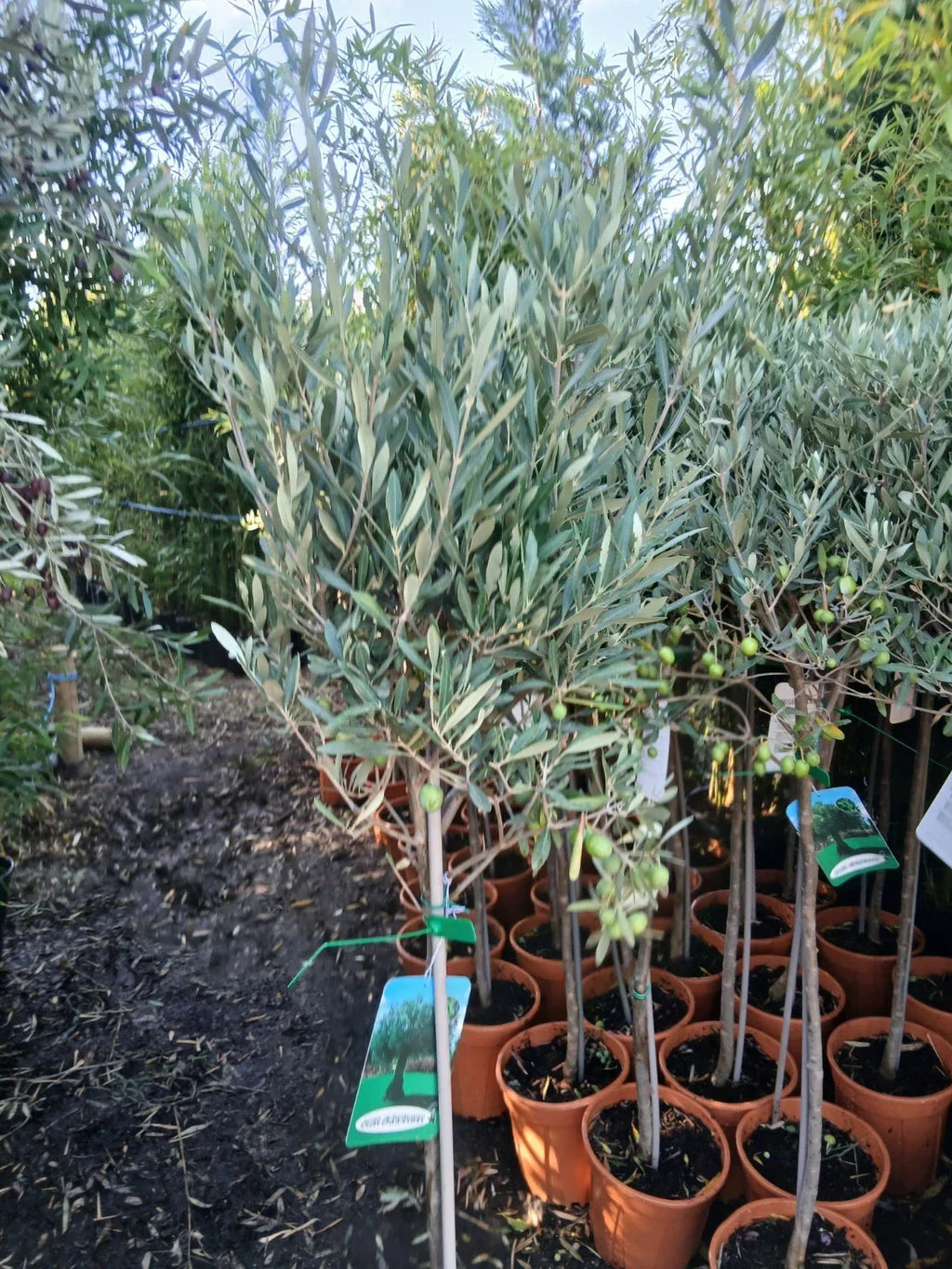Olive Tree Large Approx 160cm Tall 25L UK Hardy Evergreen Patio Plant Healthy — alternate product view 5