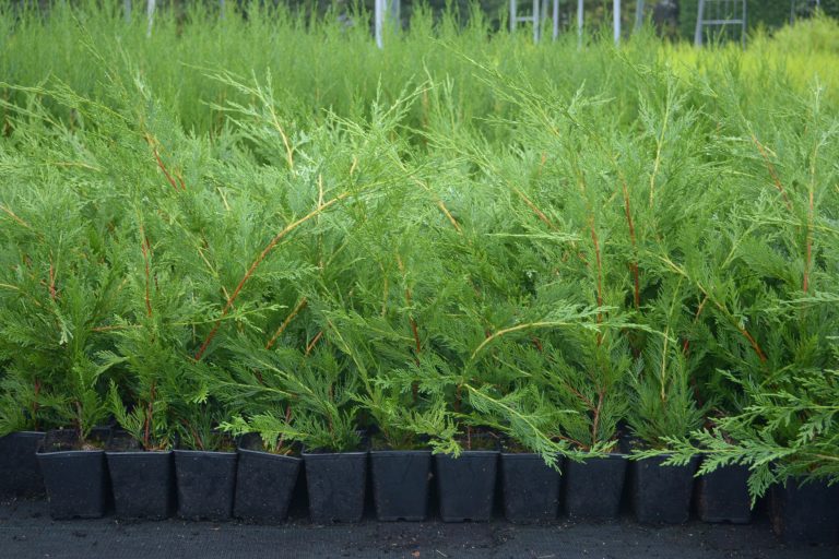 5 X Leylandii Green Evergreen Conifer Hedging Leylandii Plant In Pot (1-2FT) — alternate product view 5