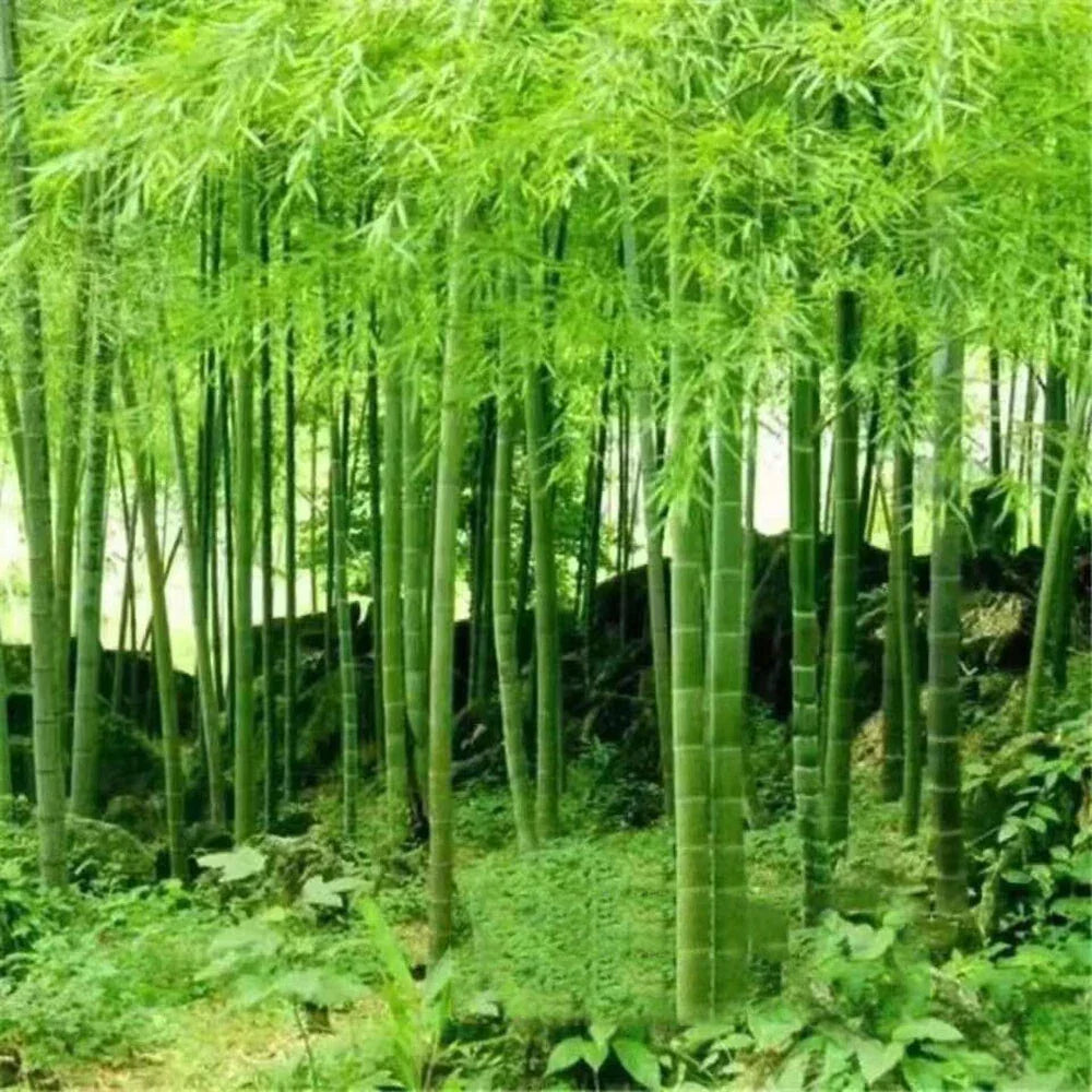 Giant Moso Bamboo Seeds, Phyllostachys Pubescens Edulis — alternate product view 2