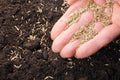 1kg Premium Shade Grass Seed - Ultra shade tolerant, luxury seed — main product view