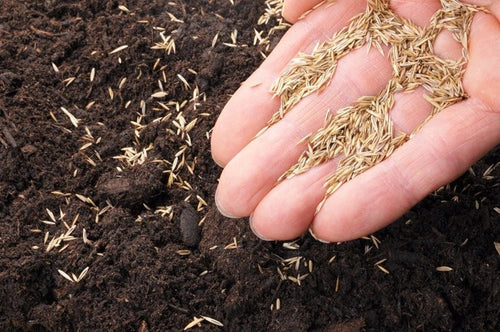 1kg Premium Shade Grass Seed - Ultra shade tolerant, luxury seed — main product view