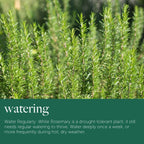 Rosemary Plant in 14cm Pot - Rosmarinus Evergreen Fragrant Perennial Herb Plants — alternate product view 5