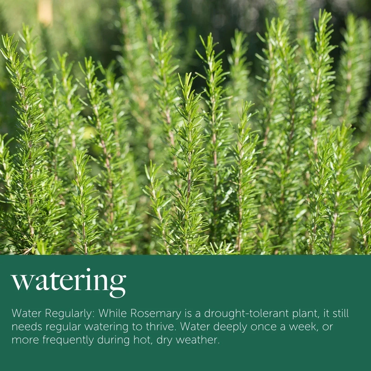 Rosemary Plant in 14cm Pot - Rosmarinus Evergreen Fragrant Perennial Herb Plants — alternate product view 5