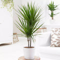 Dragon Tree Large Indoor House Plant Real Evergreen Tall Exotic Big Rare Plants — alternate product view 2
