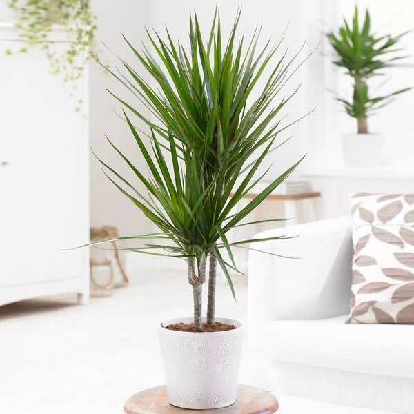 Dragon Tree Large Indoor House Plant Real Evergreen Tall Exotic Big Rare Plants — alternate product view 2