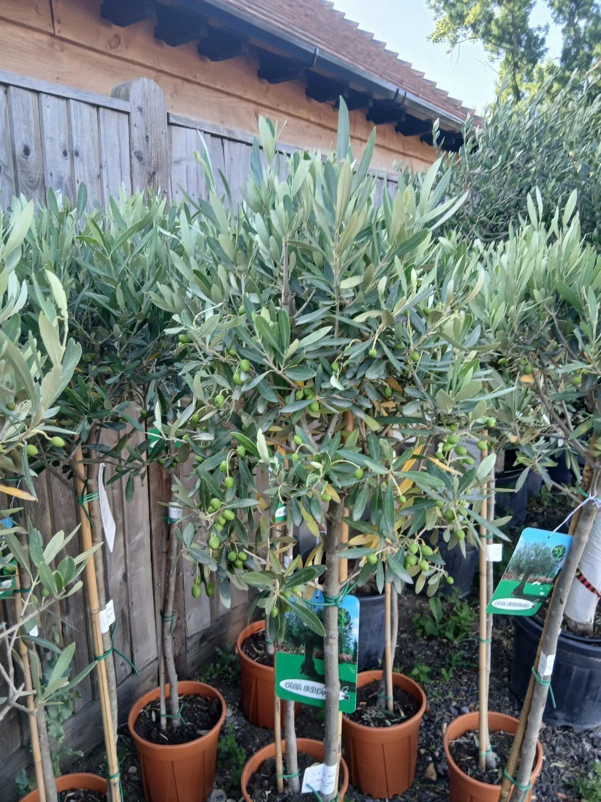 Olive Tree Large Approx 160cm Tall 25L UK Hardy Evergreen Patio Plant Healthy — alternate product view 2