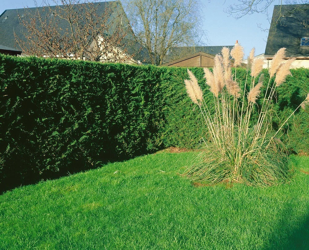 2-3ft Leylandii Green Evergreen Hedging Conifers 2ltr Pots — alternate product view 4