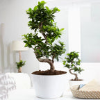 Ficus Ginseng Bonsai Tree Tall Indoor Plants Exotic Large Trees For Your Home — alternate product view 4