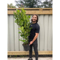4-5ft Potted Cherry Laurel Hedging (120-150cm) 10 plants — main product view