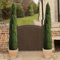 Pair of Italian Cypress Trees 90-120cm Tall, Ornamental Evergreen Shrubs Potted — main product view