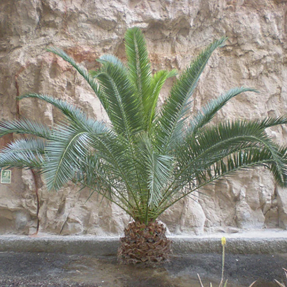 Hardy Phoenix palm 55-75cm in 14cm pot Single — alternate product view 5
