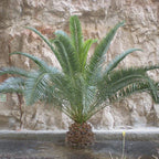 Hardy Phoenix palm 55-75cm in 14cm pot Single — alternate product view 5