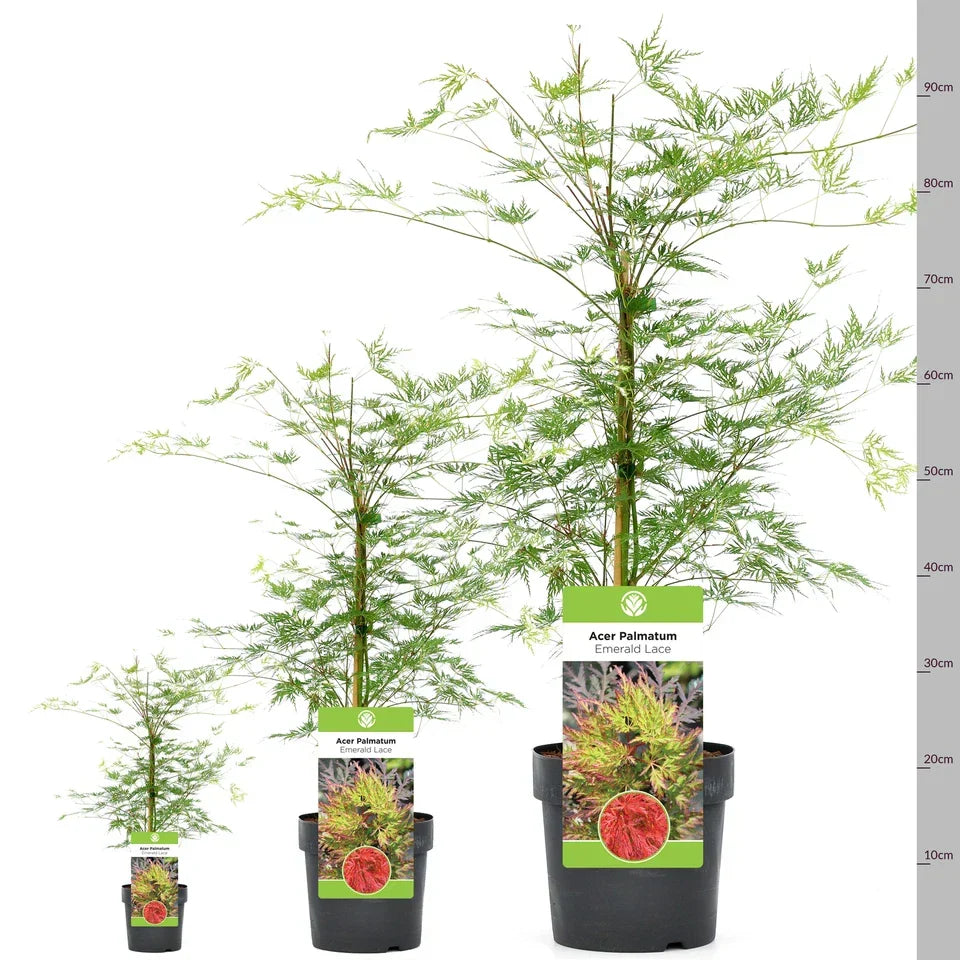 Acer palmatum dissectum 'Emerald Lace' — Japanese Maple Deciduous Tree In Pot — alternate product view 6