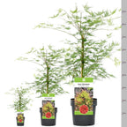 Acer palmatum dissectum 'Emerald Lace' — Japanese Maple Deciduous Tree In Pot — alternate product view 6