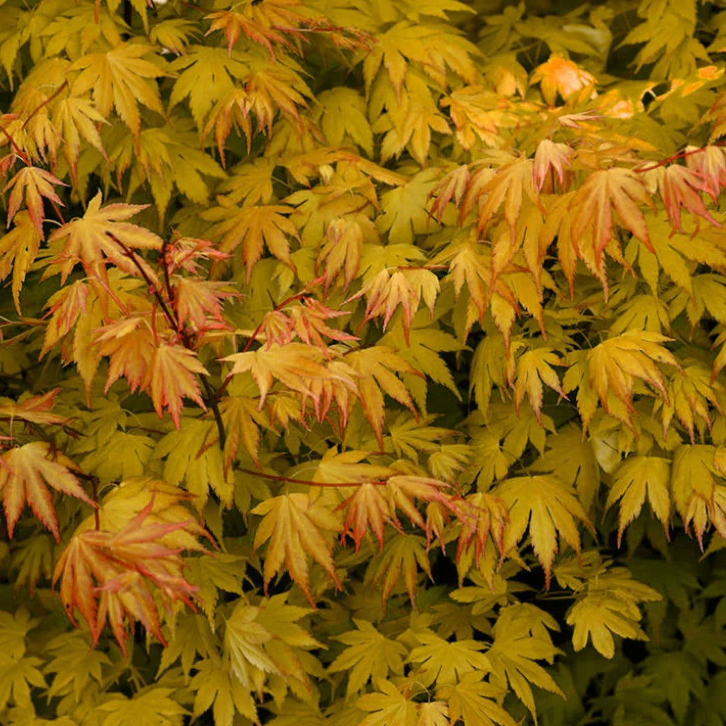Acer palmatum 'Orange Dream' — Japanese Maple Deciduous Garden Plant Tree In Pot — alternate product view 2