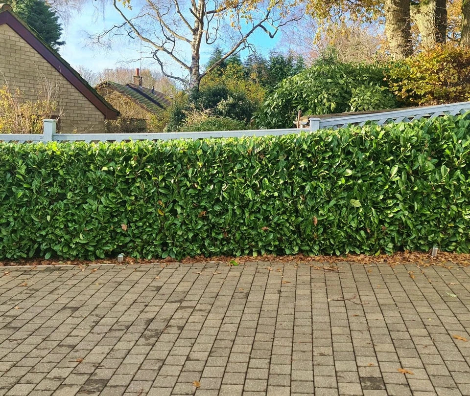 Laurel Garden Evergreen hedge plants bare root hedging — alternate product view 4