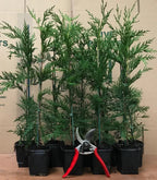 10 Green Leylandii Hedging Evergreen Conifer Plants Fast Growing 40-60cm Potted — alternate product view 3
