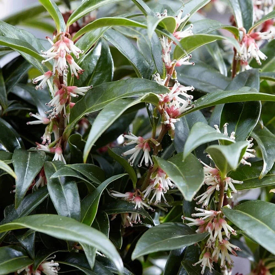 Sarcococca hookeriana Winter Gem Sweet Box 3Lt Pot Evergreen Plants — alternate product view 3