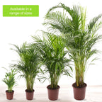 Areca Palm Large Indoor House Plant Real Tropical Exotic Evergreen Tall — alternate product view 5