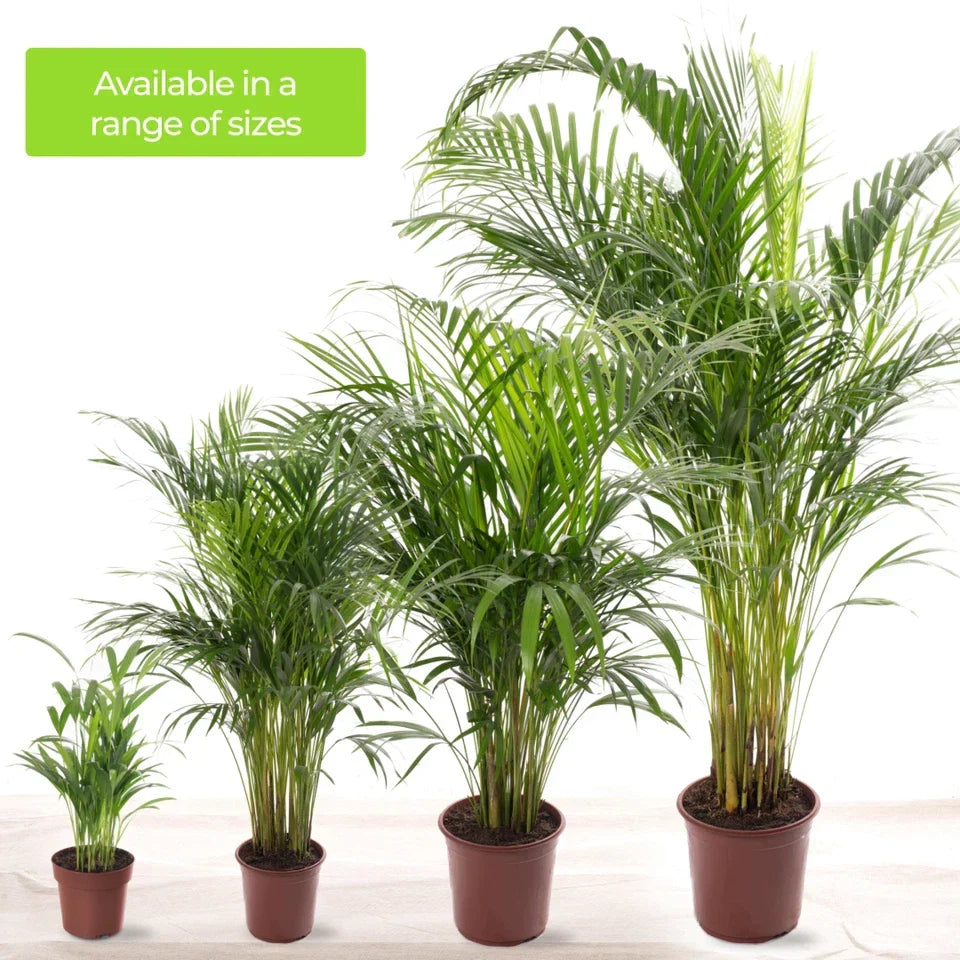 Areca Palm Large Indoor House Plant Real Tropical Exotic Evergreen Tall — alternate product view 5