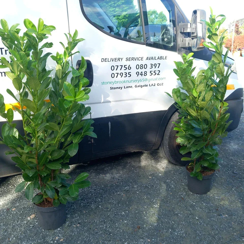 Laurel hedging plant 20/30l pot 130-150cm height — alternate product view 5