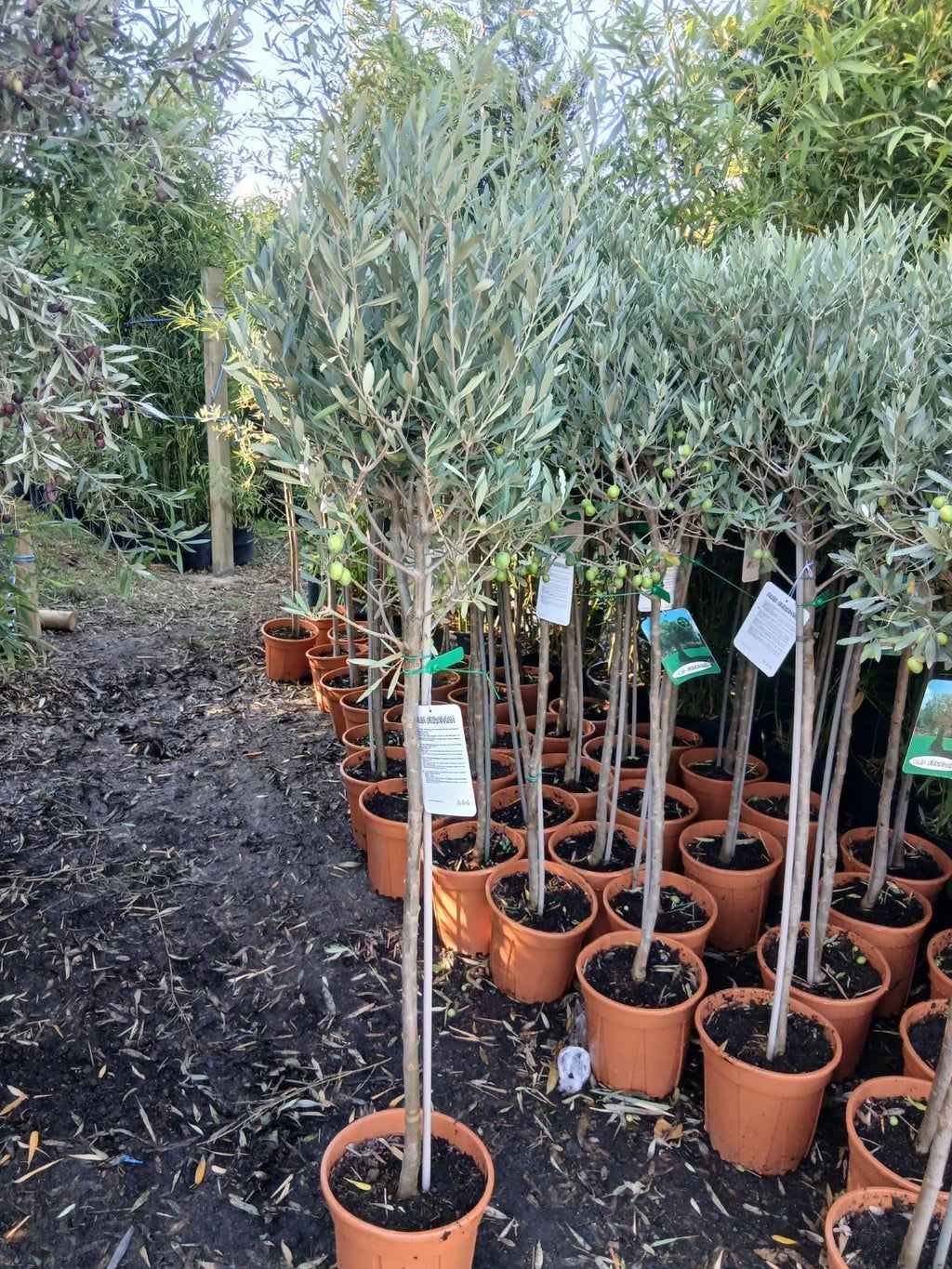 Olive Tree Large Approx 150cm+/- Tall 10L UK Hardy BIG HEADS — main product view