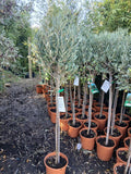 Olive Tree Large Approx 150cm+/- Tall 10L UK Hardy BIG HEADS — main product view