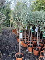 Olive Tree Large Approx 150cm+/- Tall 10L UK Hardy BIG HEADS — main product view