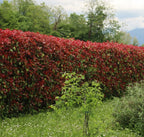 Photinia Red Robin Evergreen hedge plants hardy bare root hedging — alternate product view 2