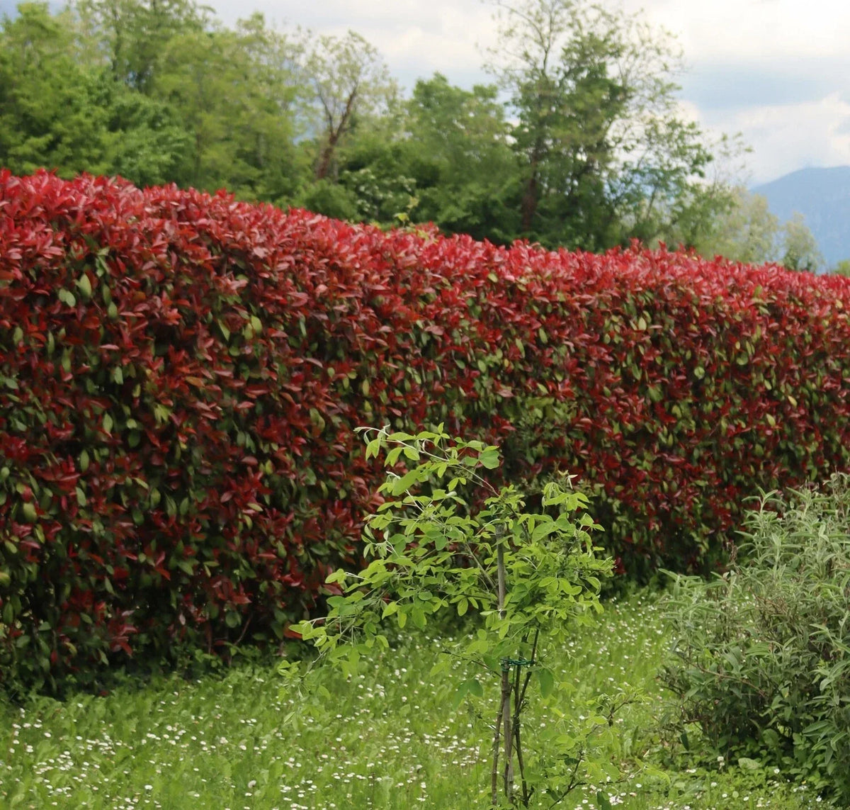 Photinia Red Robin Evergreen hedge plants hardy bare root hedging — alternate product view 2