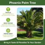 Tropical Palm Tree, Phoenix Canariensis 80cm-1m Tall, 1 x 19cm Pot — alternate product view 6