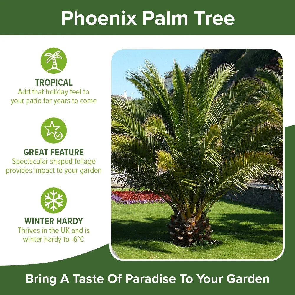 Tropical Palm Tree, Phoenix Canariensis 80cm-1m Tall, 1 x 19cm Pot — alternate product view 6