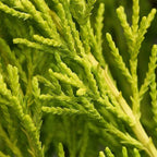 Cupressus Plant Conifer Wilma Goldcrest Lemon Scented Evergreen 10.5cm Pots — alternate product view 5